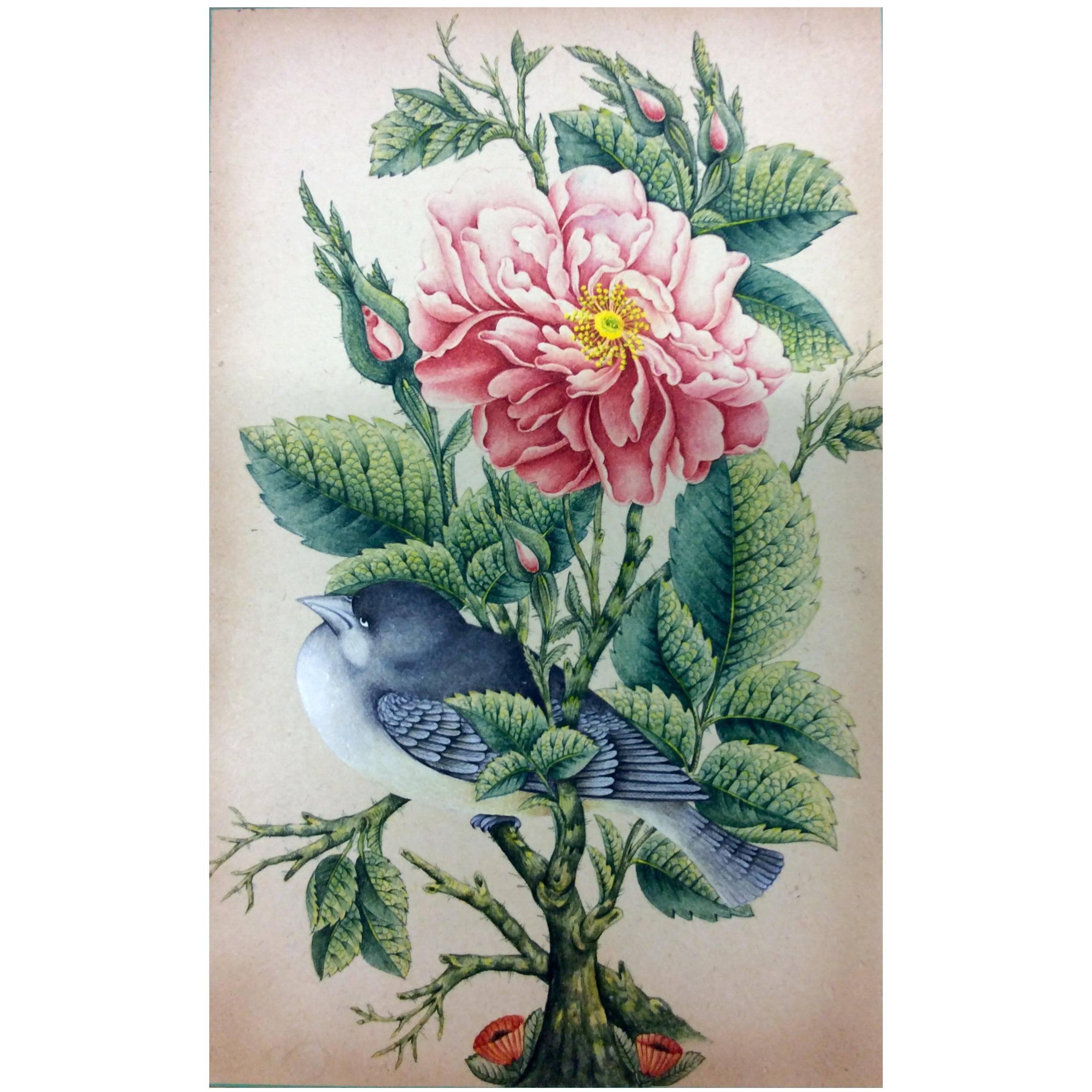 18th-19th Century, a Mughal Painting of a Bird Sitting in a Rose Bush For Sale