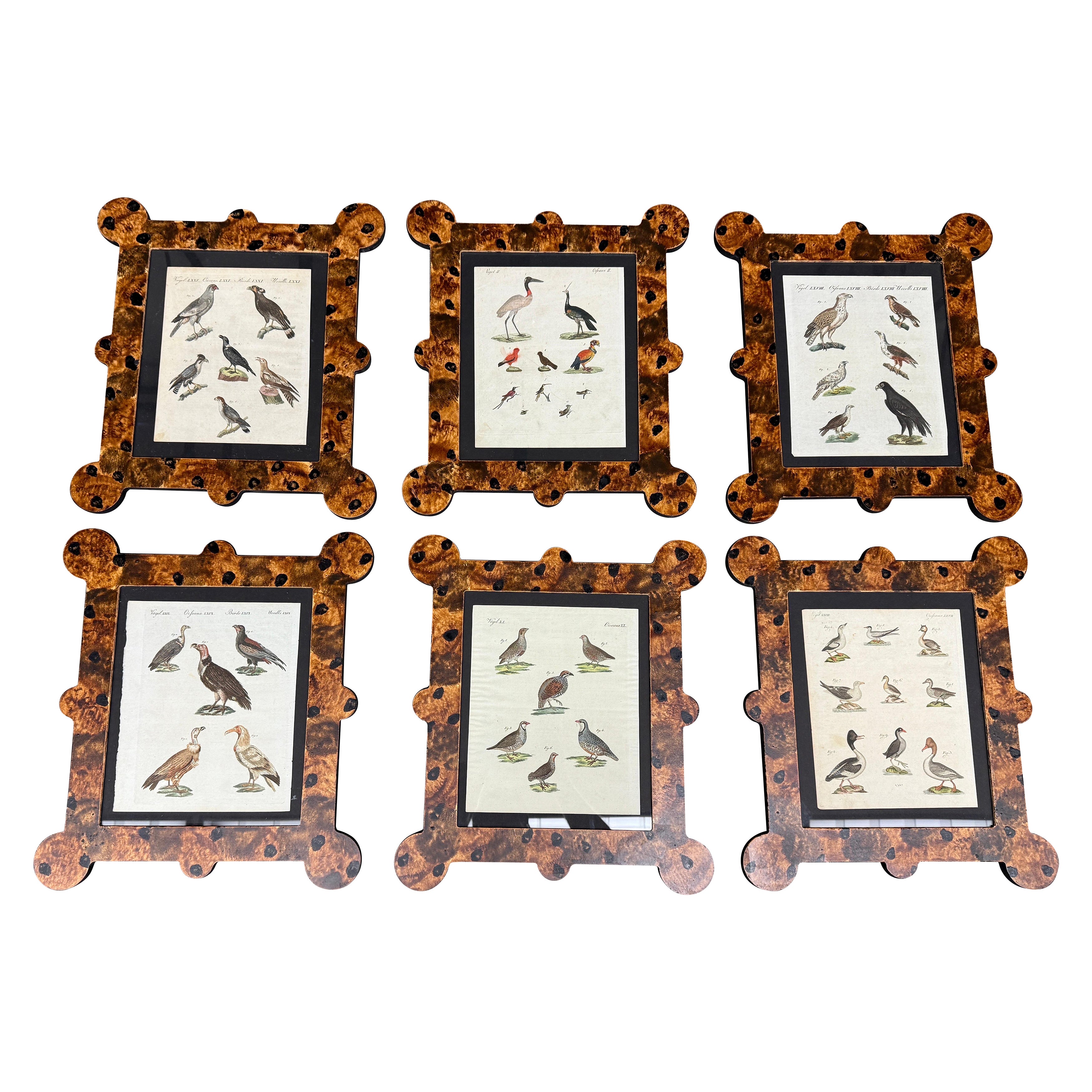 Gravures d'oiseaux du 18e-19e siècle dans des cadres peints à la main et finis à la tortue en vente