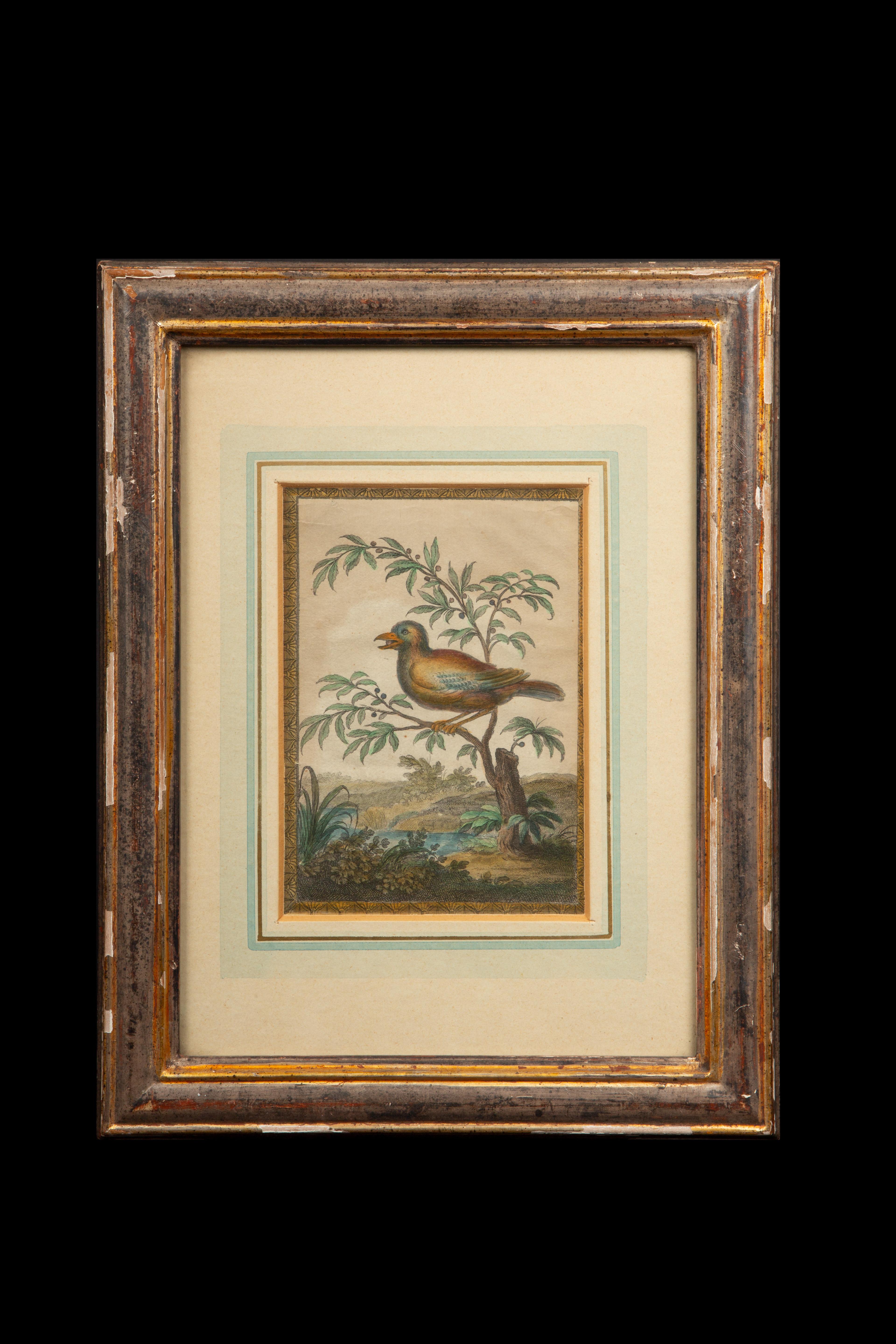These 18th-century colored engravings of birds are part of a fascinating collection depicting a section of Raphael's Vatican Loggia. These engravings are derived from the meticulous 83-plate survey showcasing the ornate frescoes designed by Raphael