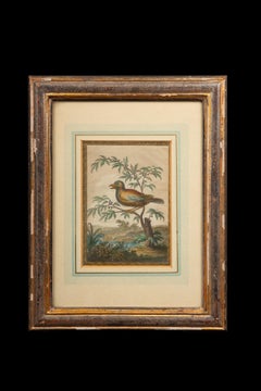 18th C. Colored Engravings of Birds Depicting part of Raphaels Vatican Loggia