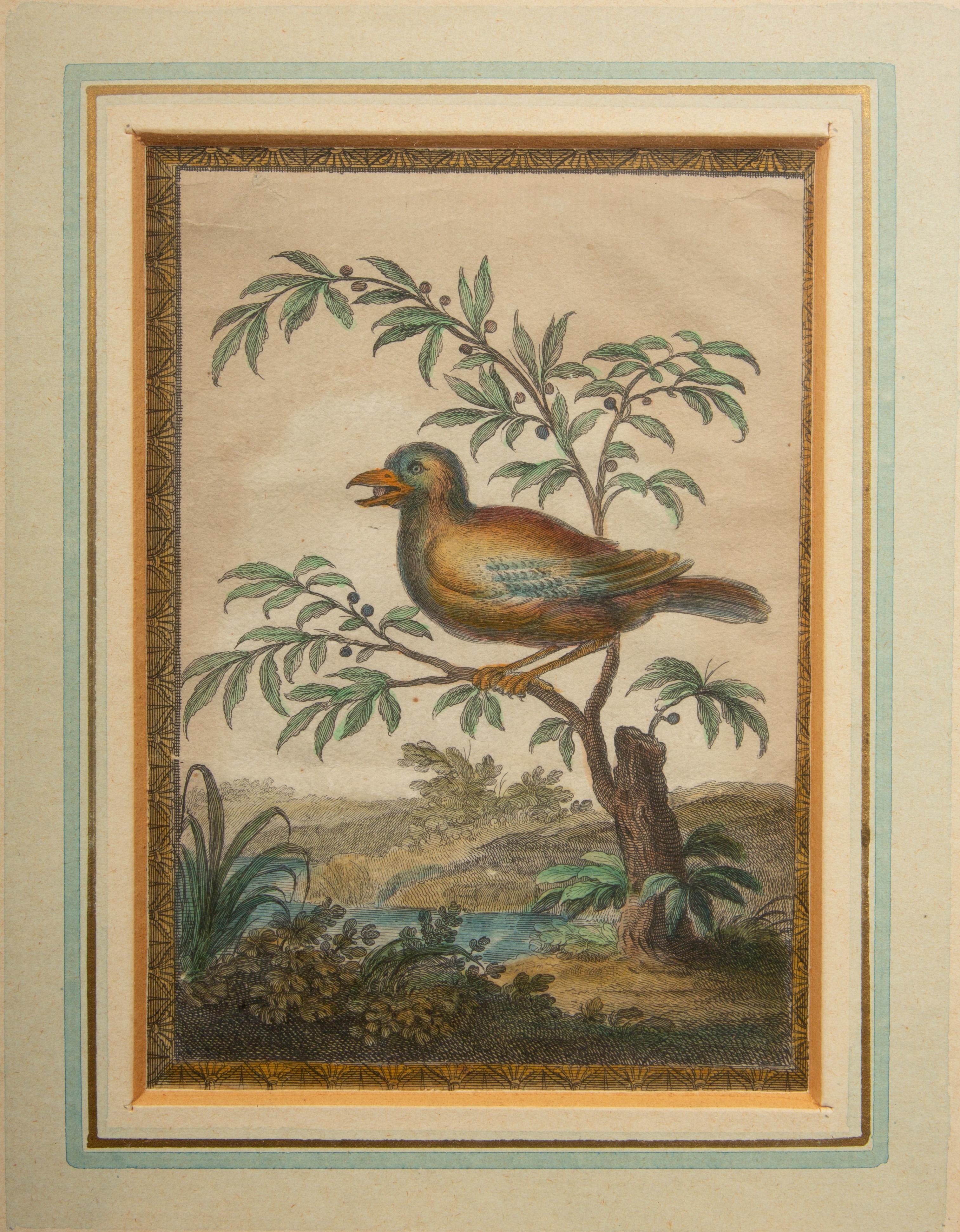 Renaissance 18th C. Colored Engravings of Birds Depicting part of Raphaels Vatican Loggia 