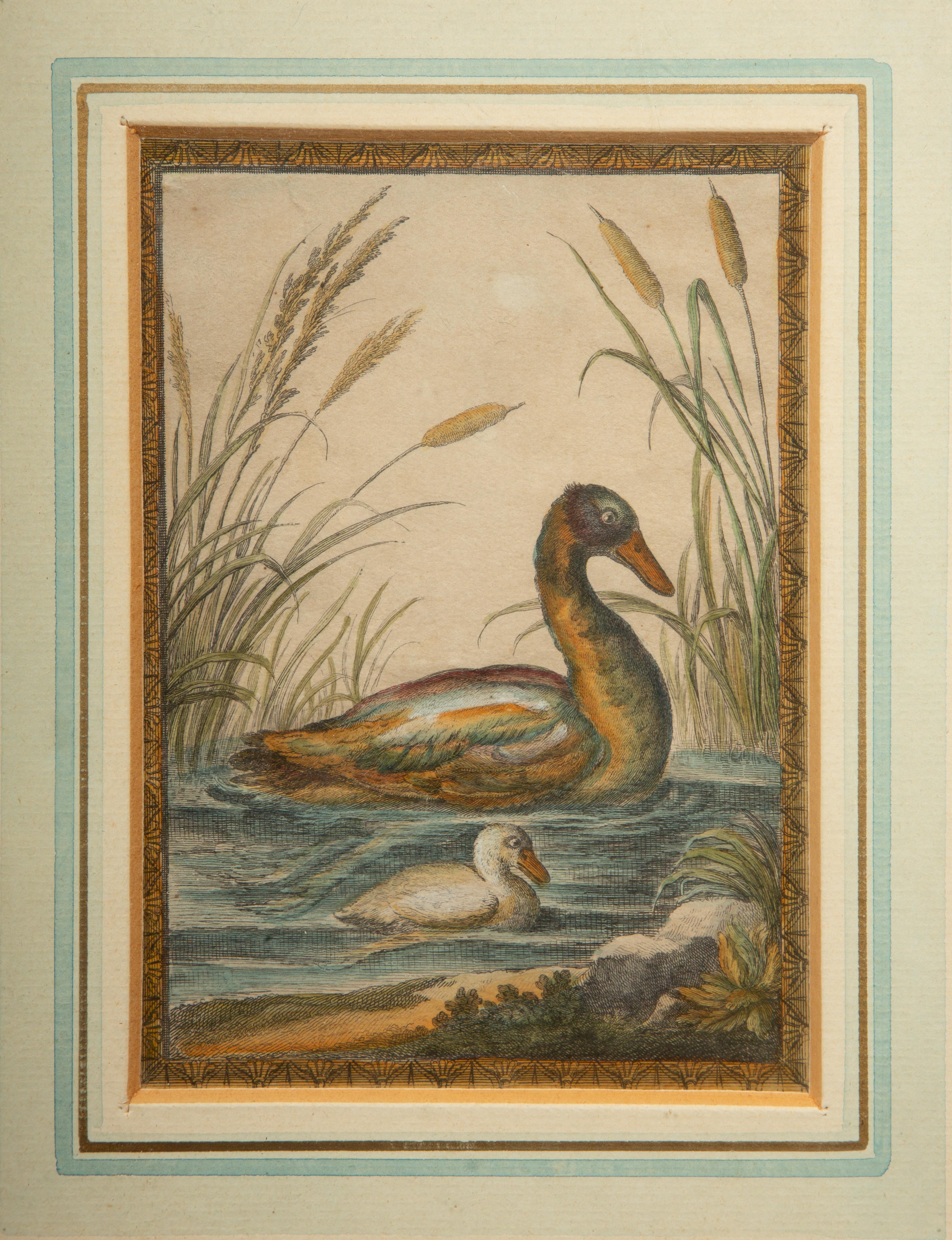 18th C. Colored Engravings of Birds Depicting part of Raphaels Vatican Loggia In Good Condition In New York, NY