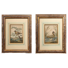 18th C. Colored Engravings of Birds Depicting part of Raphaels Vatican Loggia