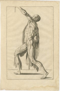 18th Century Anatomical Male Figure Reaching Upward German Engraving, ca.1745