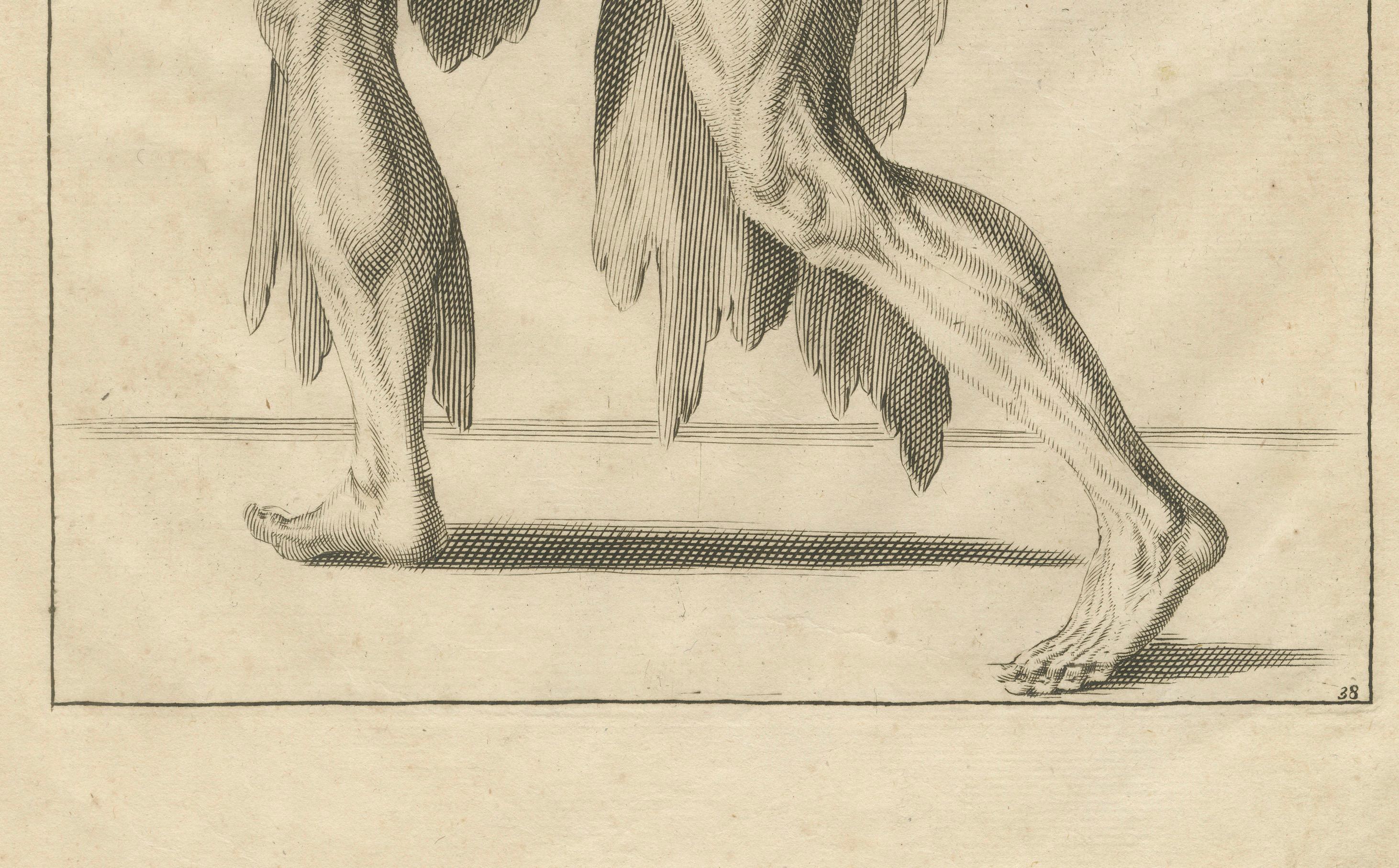 18th Century Anatomical Male Figure Reaching Upward German Engraving, ca.1745