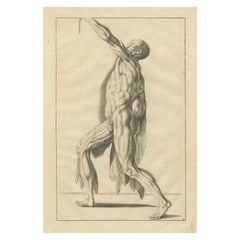 18th Century Anatomical Male Figure Reaching Upward German Engraving, ca.1745 18th Century Anatomical Male Figure Reaching Upward German Engraving, ca.1745