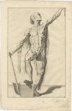 18th Century Anatomical Male Figure Study with Raised Arm German Engraving c1745
