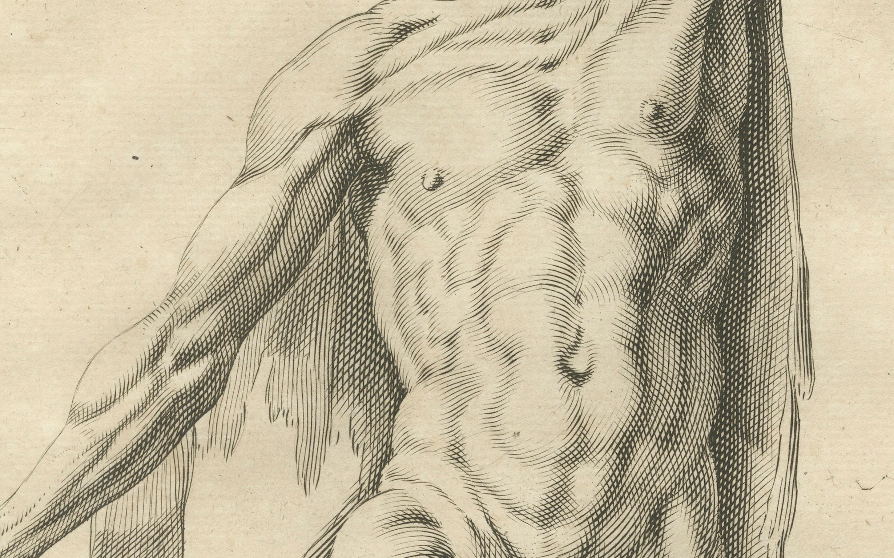 18th Century Anatomical Male Figure Study with Raised Arm German Engraving c1745