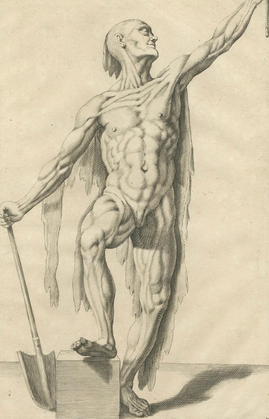 18th Century Anatomical Male Figure Study with Raised Arm German Engraving c1745