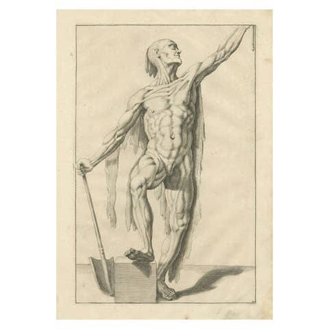 18th Century Anatomical Male Figure Study with Raised Arm German Engraving c1745