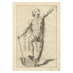 18th Century Anatomical Male Figure Study with Raised Arm German Engraving c1745 18th Century Anatomical Male Figure Study with Raised Arm German Engraving c1745