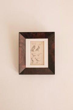 18th Century Bird Study