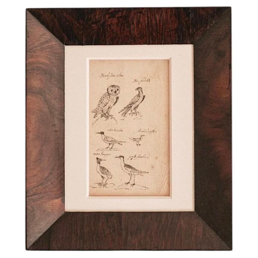 18th Century Bird Study For Sale