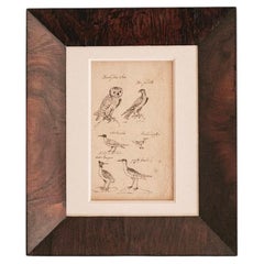 Estudio sobre las aves del siglo XVIII