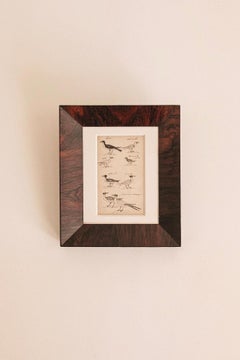 Studio di uccelli del XVIII secolo II