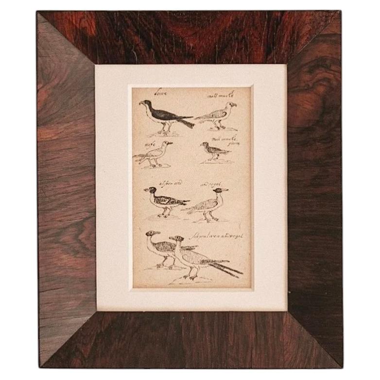 18th Century Bird Study II