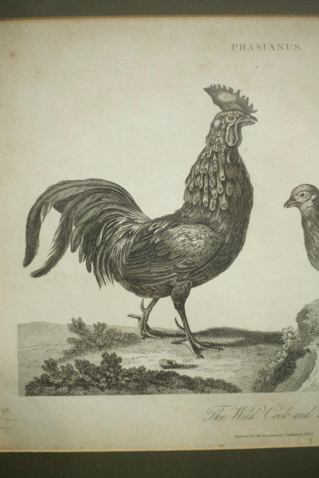 We have managed to get 4 late 18th early 19th century book plates and this one is of a a cockerel and a hen. Great quality plate with no major faults and a great look. Framed recently in a blue frame and mount. We can change this if you like.