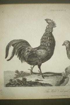 18th Century Book Plate of a Cockerel and Hen
