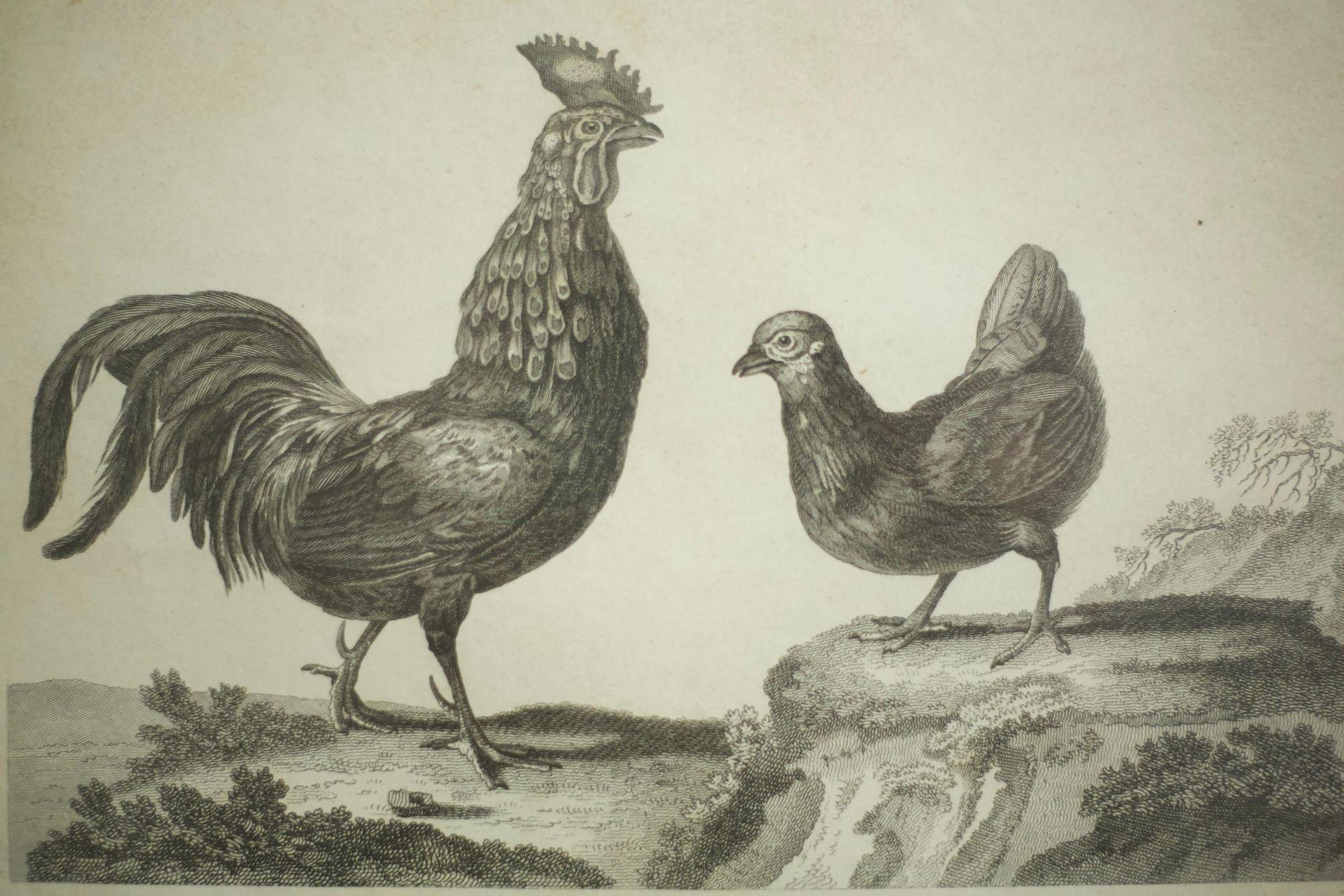 18th Century Book Plate of a Cockerel and Hen In Excellent Condition For Sale In Malton, GB