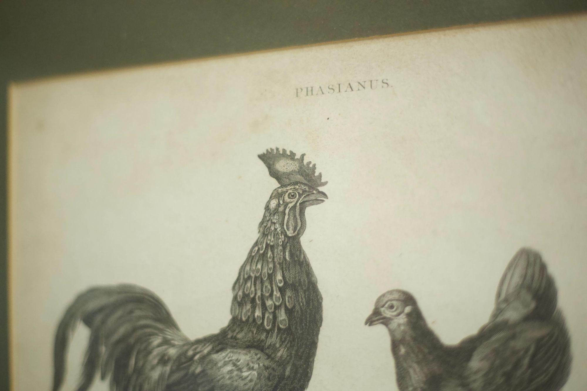Paper 18th Century Book Plate of a Cockerel and Hen For Sale