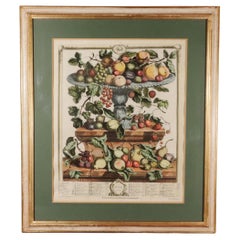18th-century Botanical Engraving,  Twelve Months of Fruit- June, Robert Furber