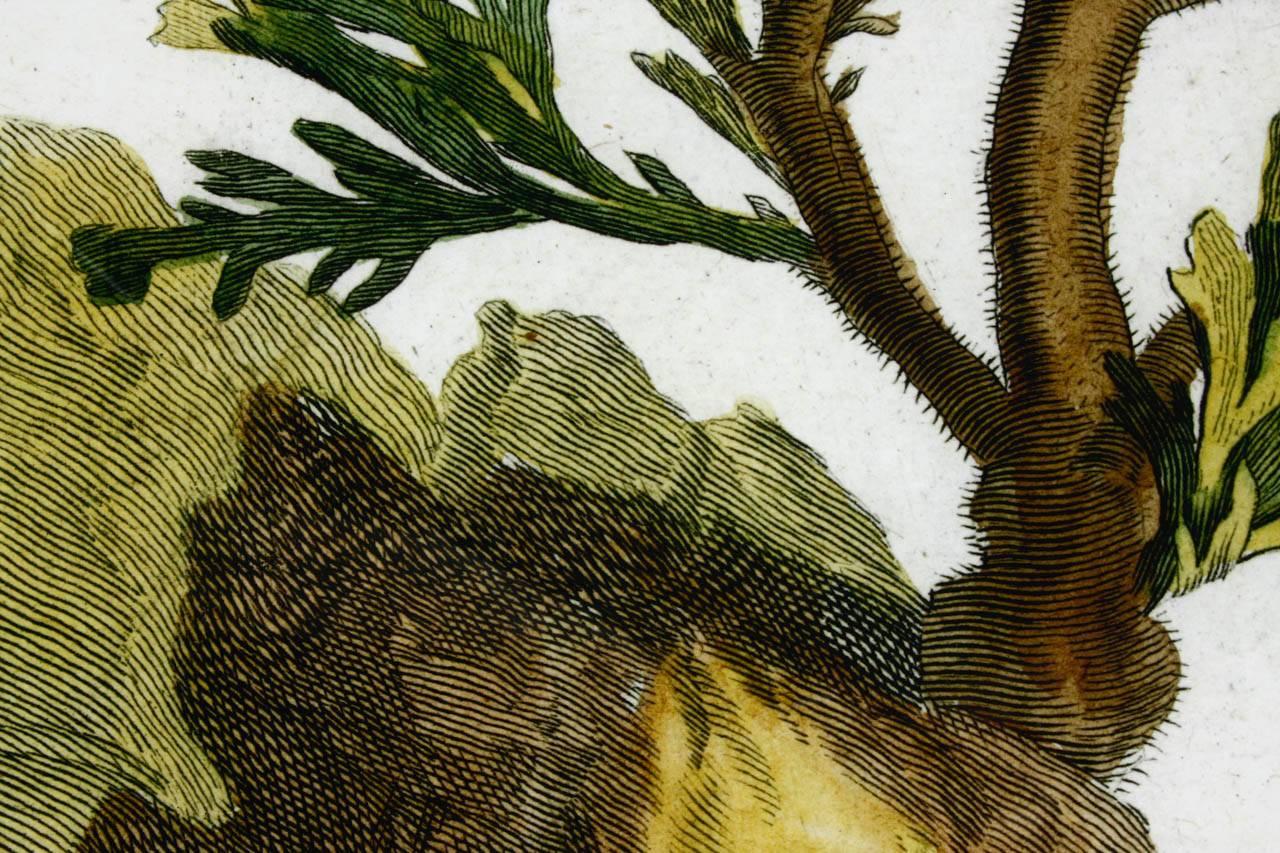 Impression d'algues botaniques du XVIIIe siècle provenant de curiosités naturelles en vente 3