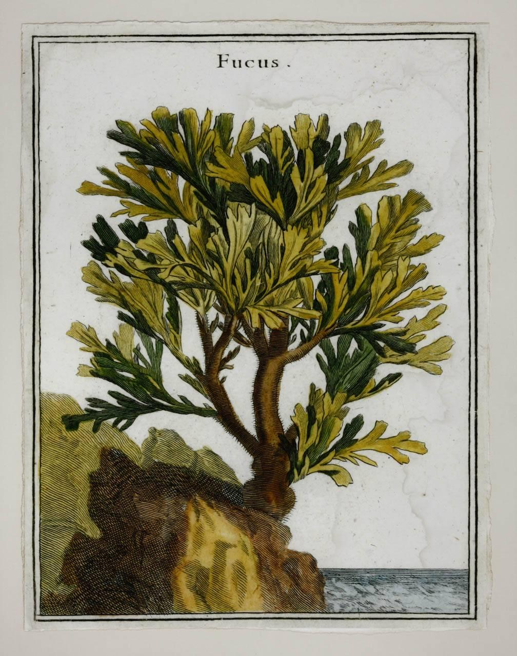 Victorien Impression d'algues botaniques du XVIIIe siècle provenant de curiosités naturelles en vente