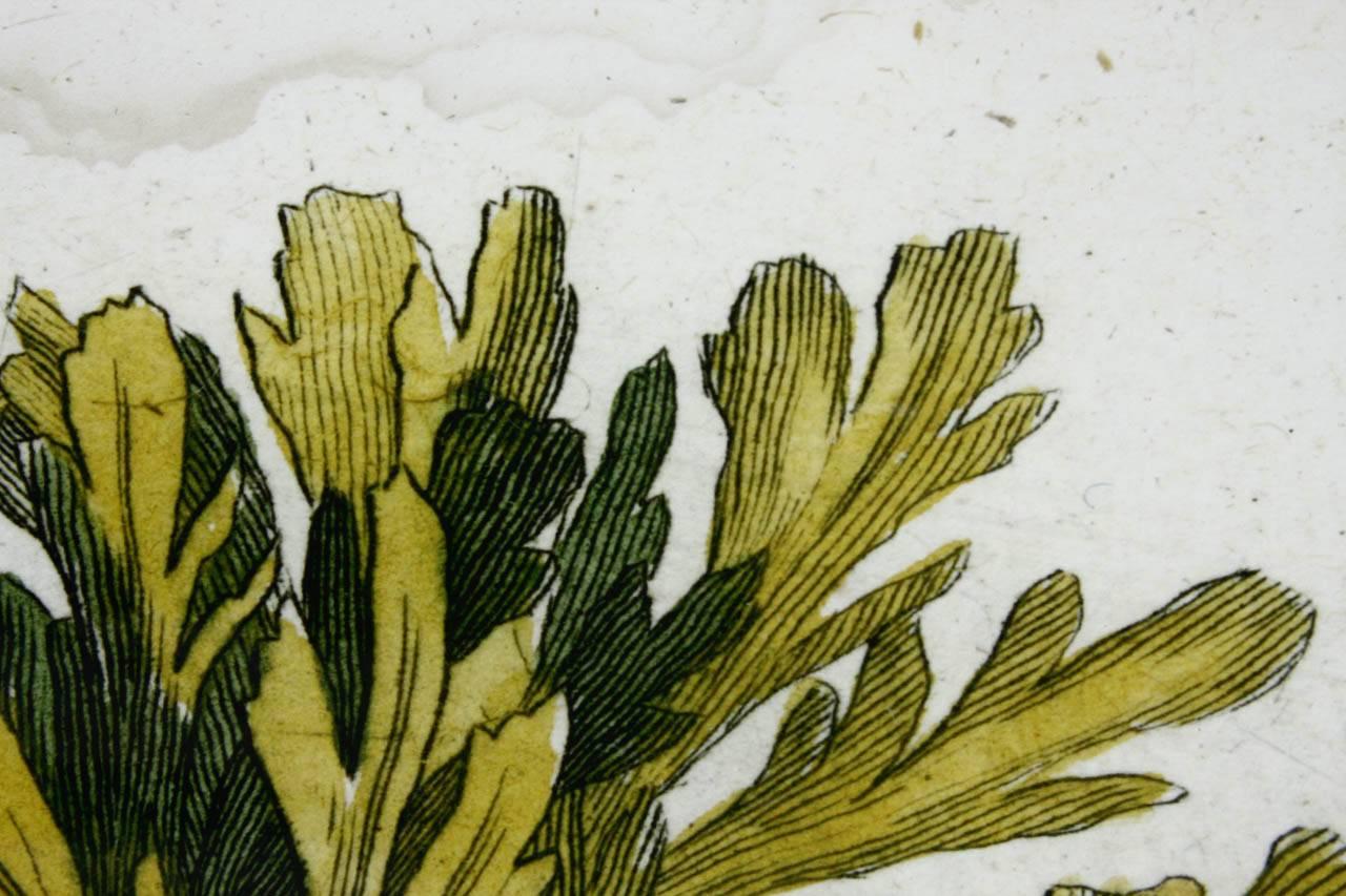 Ébénisé Impression d'algues botaniques du XVIIIe siècle provenant de curiosités naturelles en vente