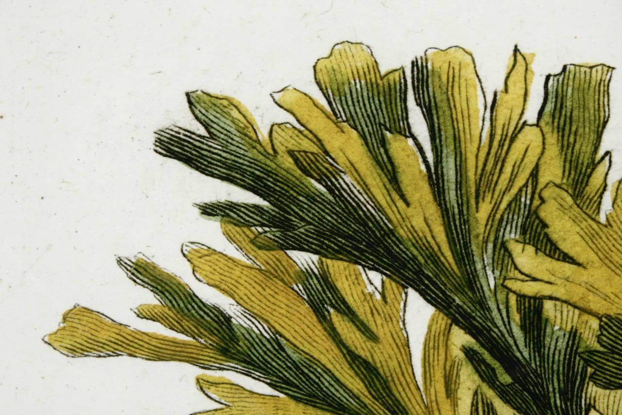 20th Century 18th Century Botanical Seaweed Print from Natural Curiosities For Sale