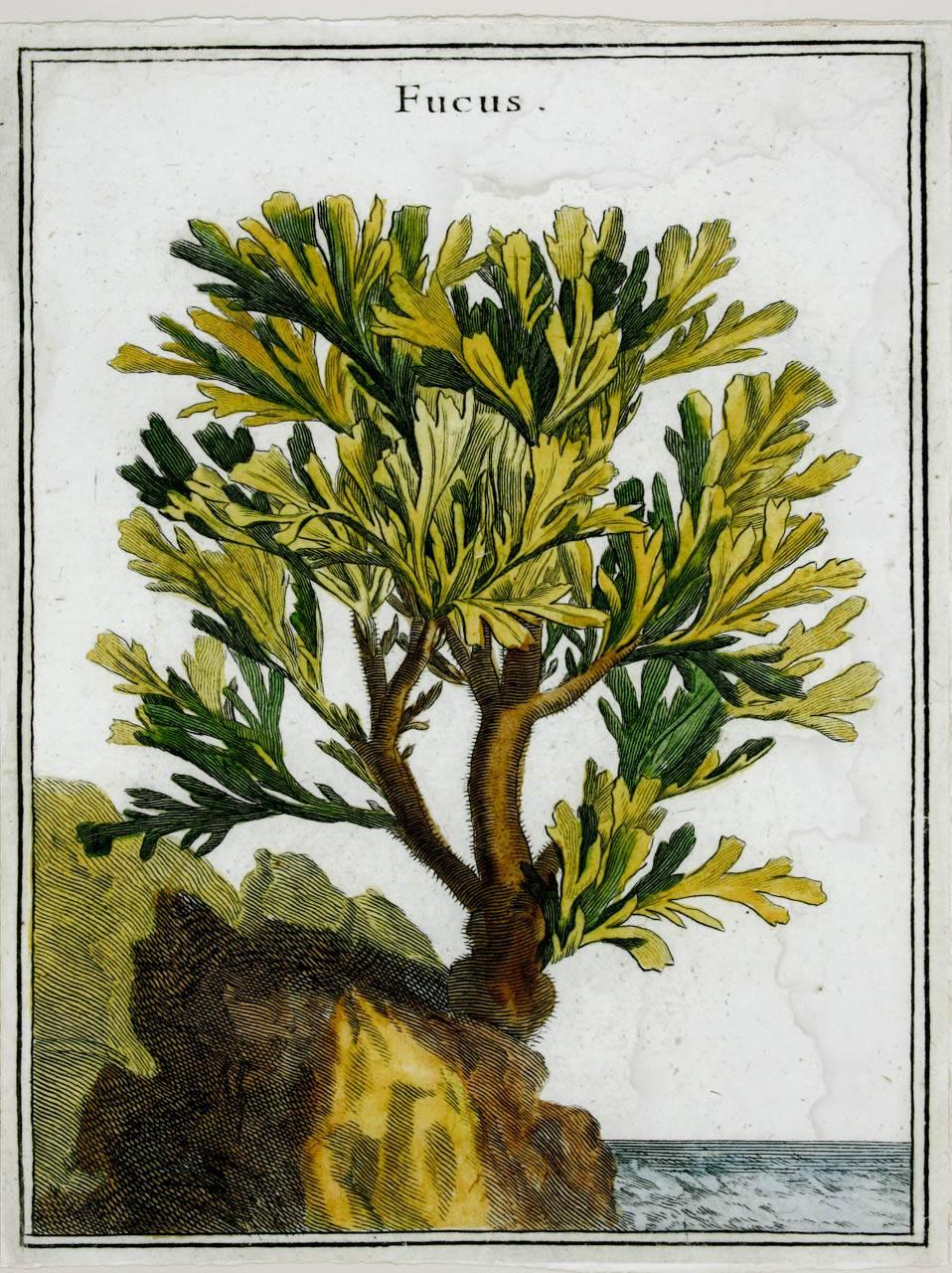 Impression d'algues botaniques du XVIIIe siècle provenant de curiosités naturelles en vente 2