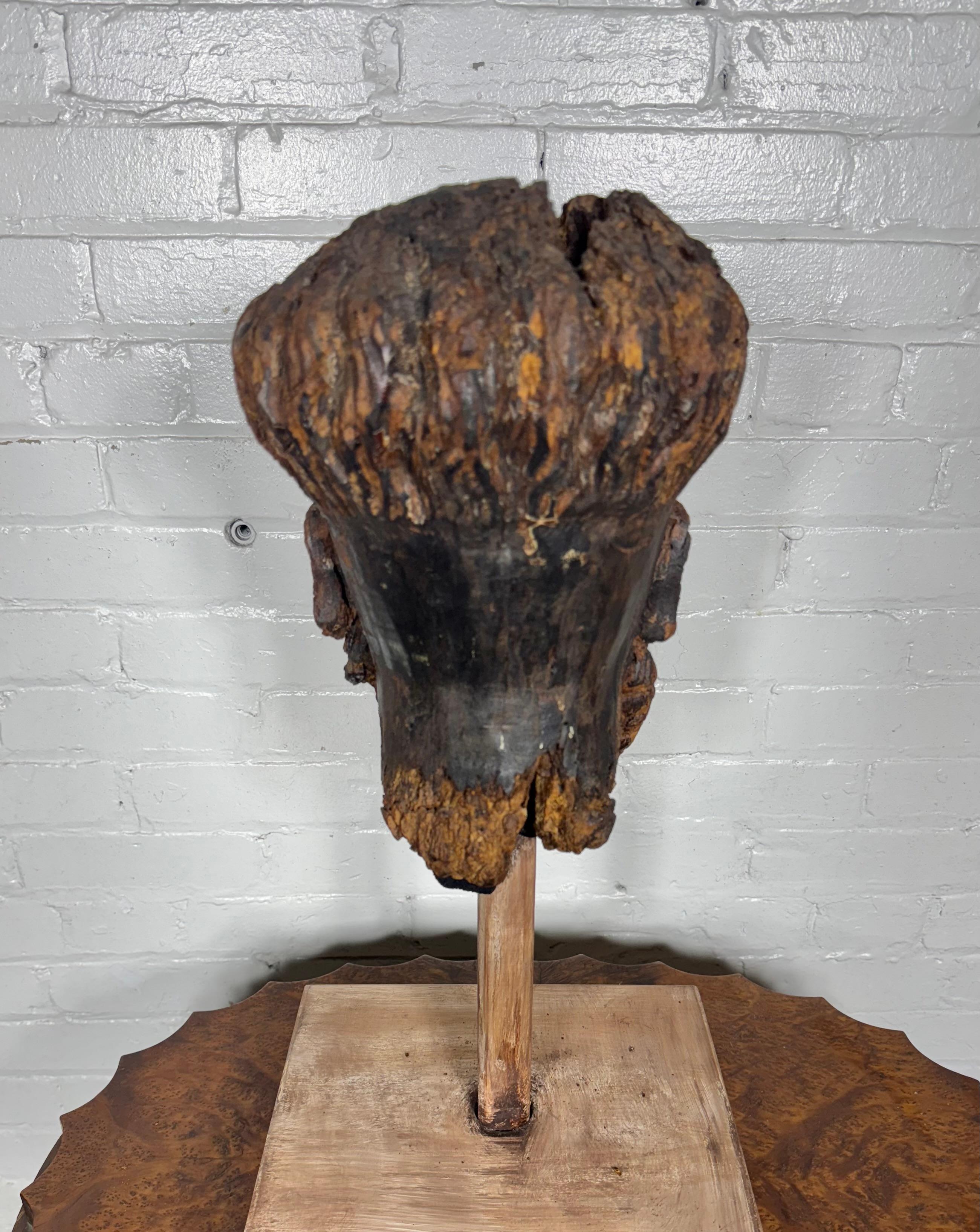 18. Jahrhundert geschnitzte Wood Wood Büste (Kopf). Spanien (Spanisch)
