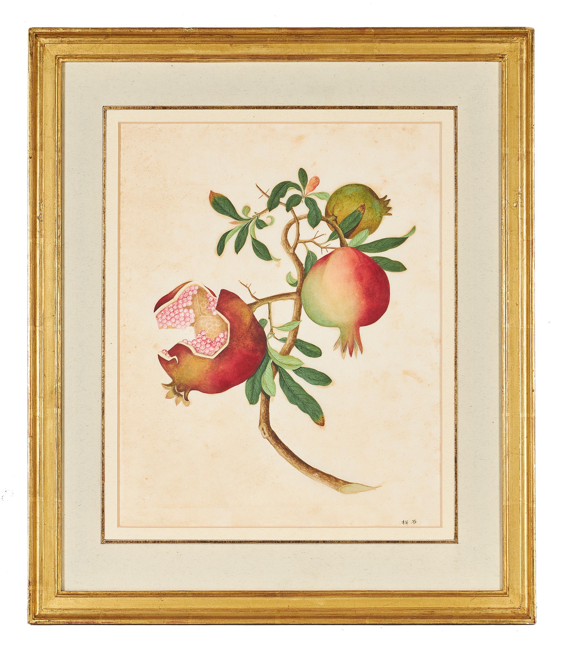 An 18th century Chinese School watercolor study of a pomegranate, circa 1790-1800, watercolor on paper, the lower right hand corner signed in hanzi, framed; from the Collection of Sir Joseph Banks, 1st Baronet, GCB, PRS.