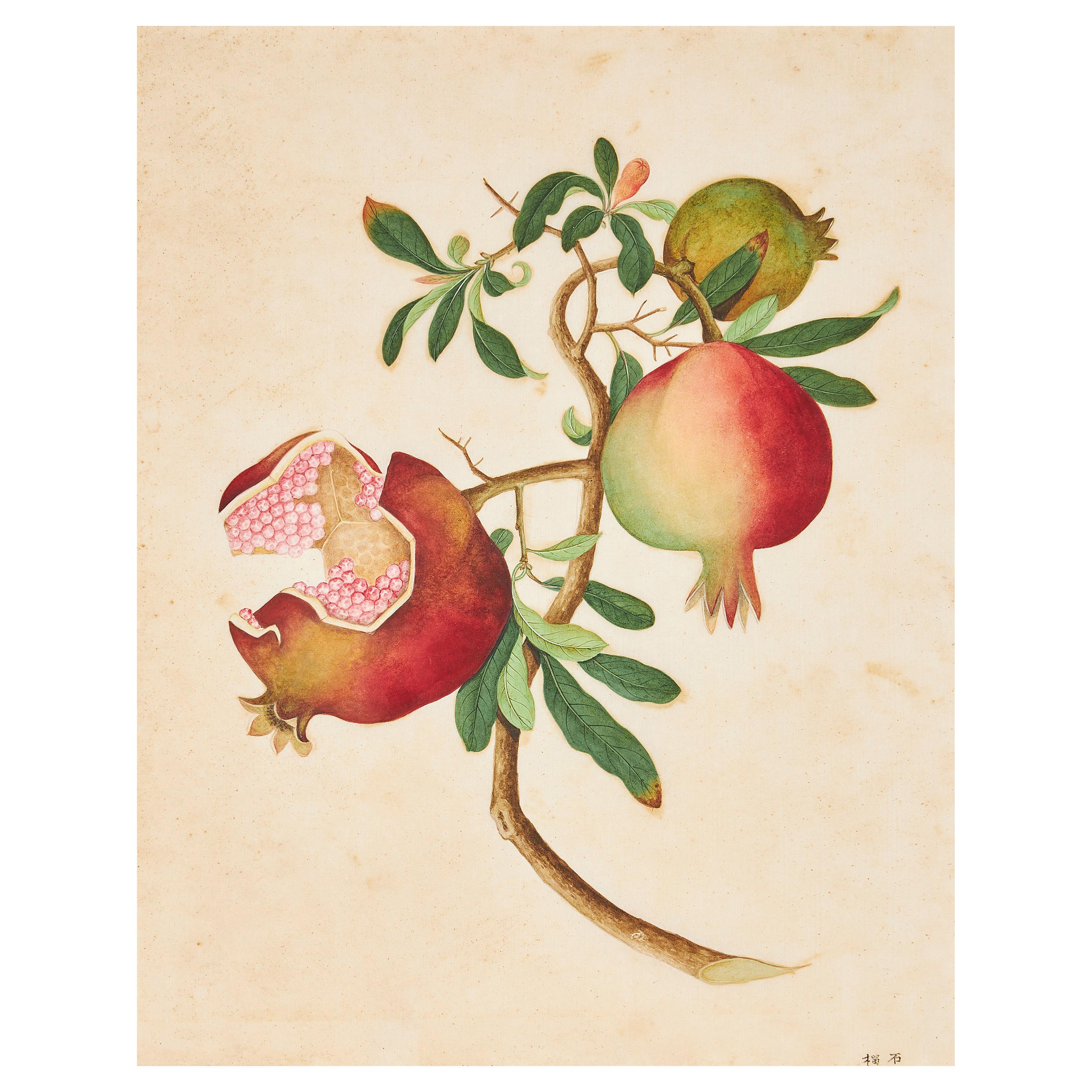 18th Century Chinese School Botanical Watercolor