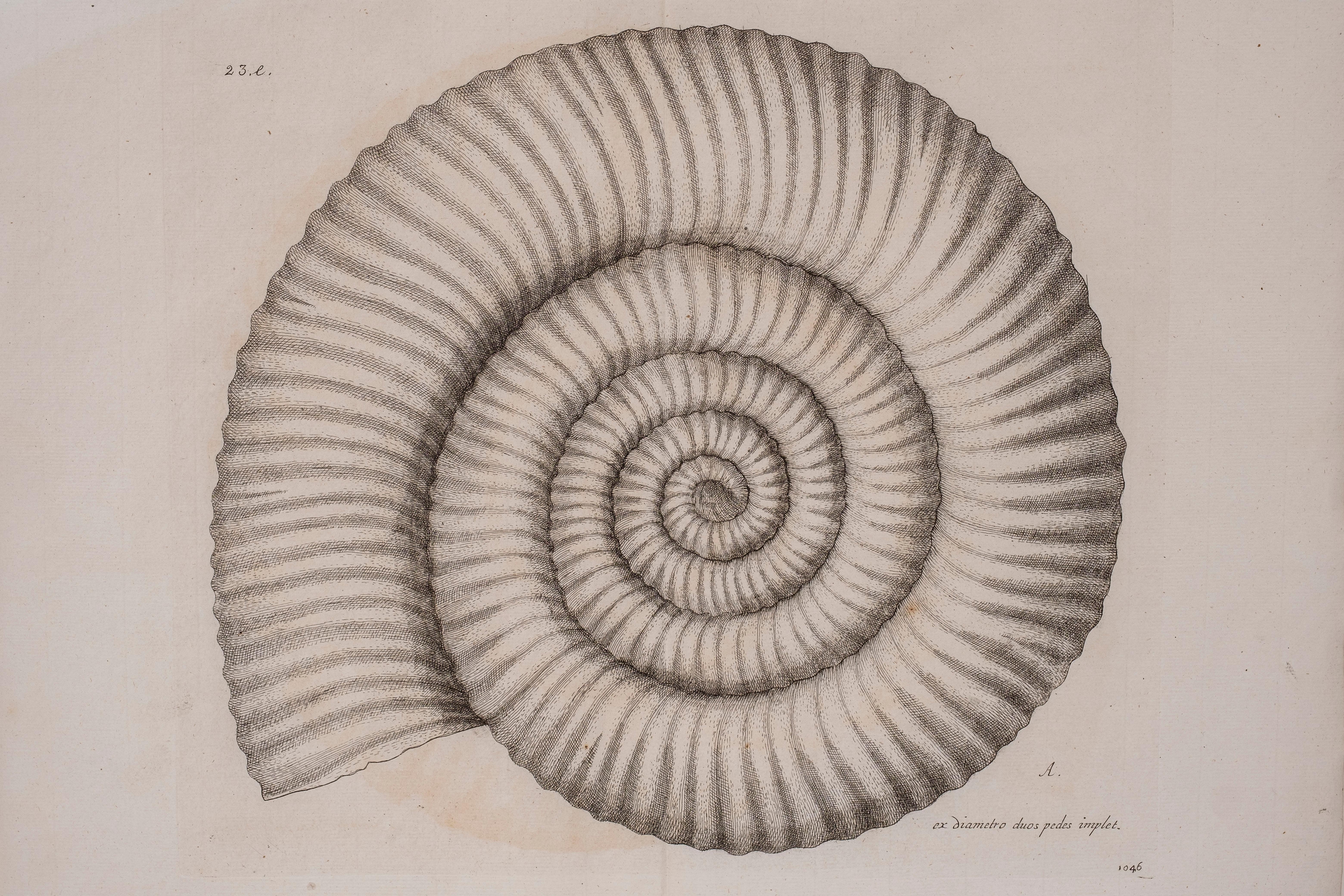 
 Framed large black and white engraving of sea shells by Lister. This very rare copper engraving is from Martin Lister's work Historiae sive synopsis methodicae conchyliorum et tabulae anatomicarum. It was published in 1770 in Oxford by Clarendon