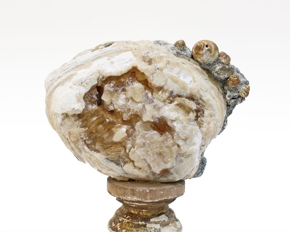 18th century Italian candlestick fragment with a fossil clam shell and honey calcite inclusions decorated with coordinating gold mecca shells on a Lucite base.