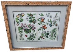 18th Century Double Page Hand Tinted Botanical Lithographs - 22 Available