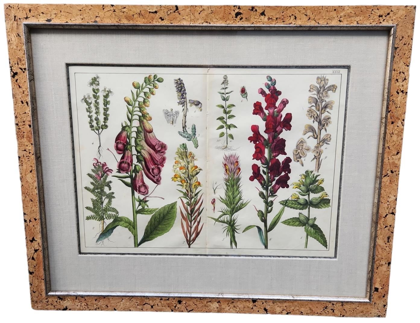 English 18th Century Double Page Hand Tinted Botanical Lithographs - 22 Available For Sale