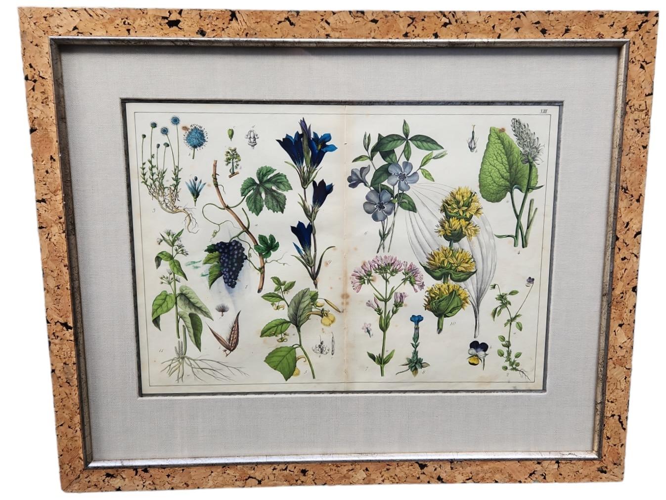 Hand-Crafted 18th Century Double Page Hand Tinted Botanical Lithographs - 22 Available For Sale
