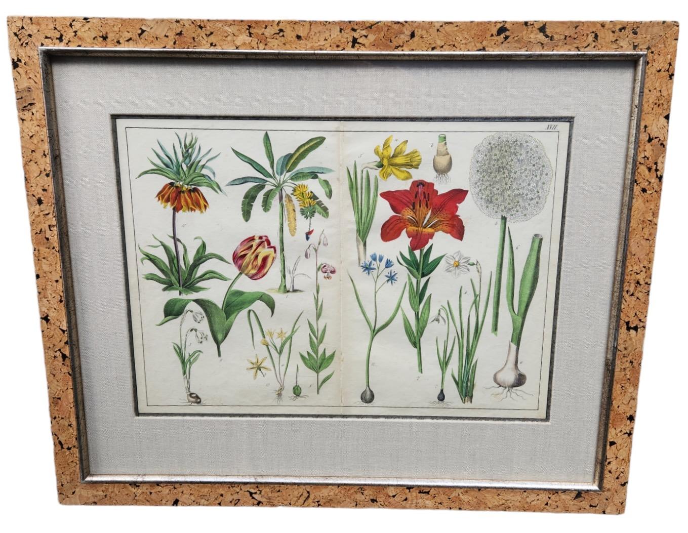 18th Century Double Page Hand Tinted Botanical Lithographs - 22 Available In Good Condition For Sale In Los Angeles, CA
