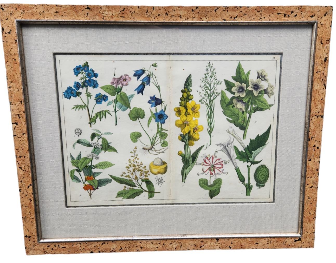 18th Century and Earlier 18th Century Double Page Hand Tinted Botanical Lithographs - 22 Available For Sale