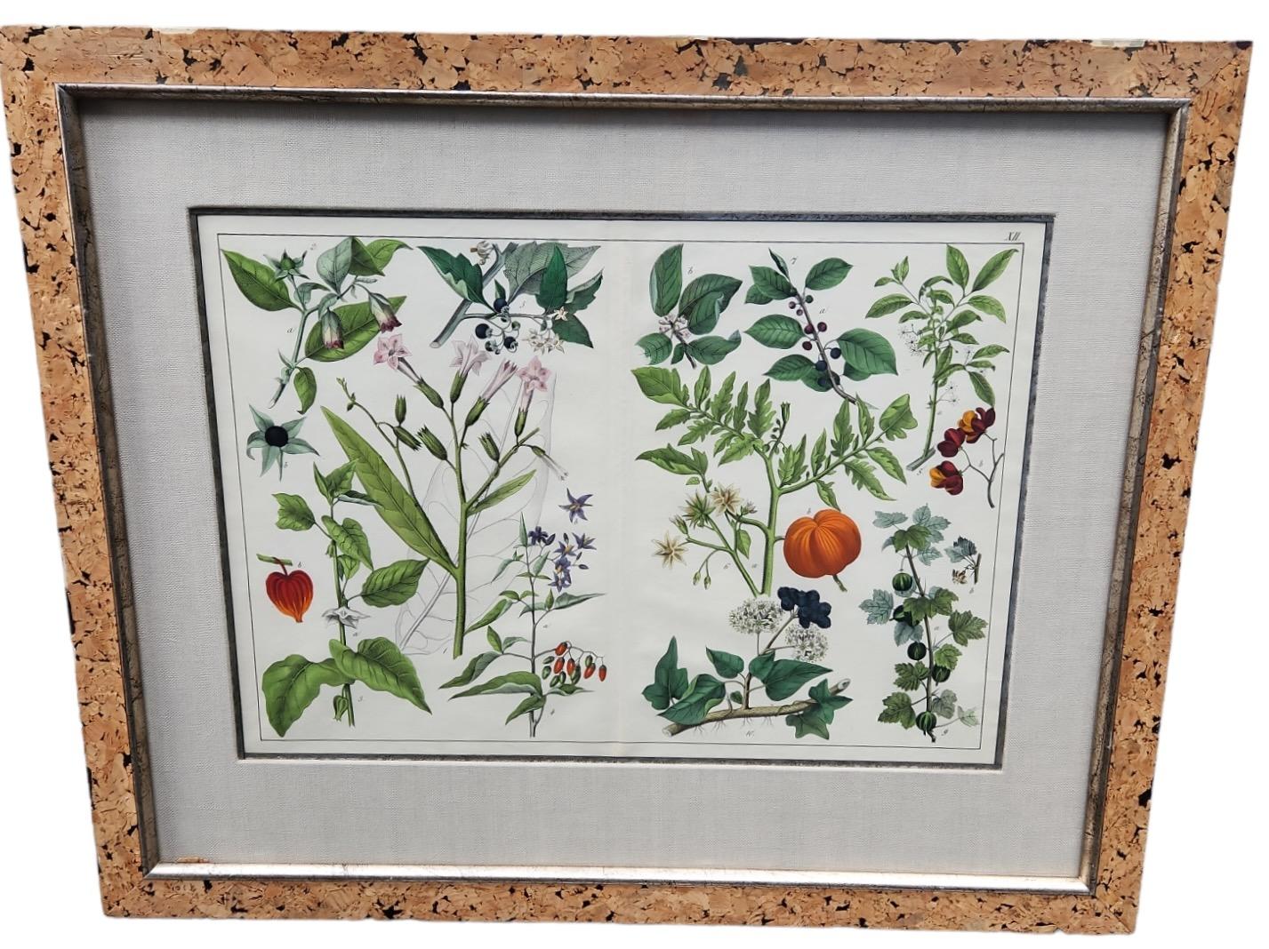 Linen 18th Century Double Page Hand Tinted Botanical Lithographs - 22 Available For Sale