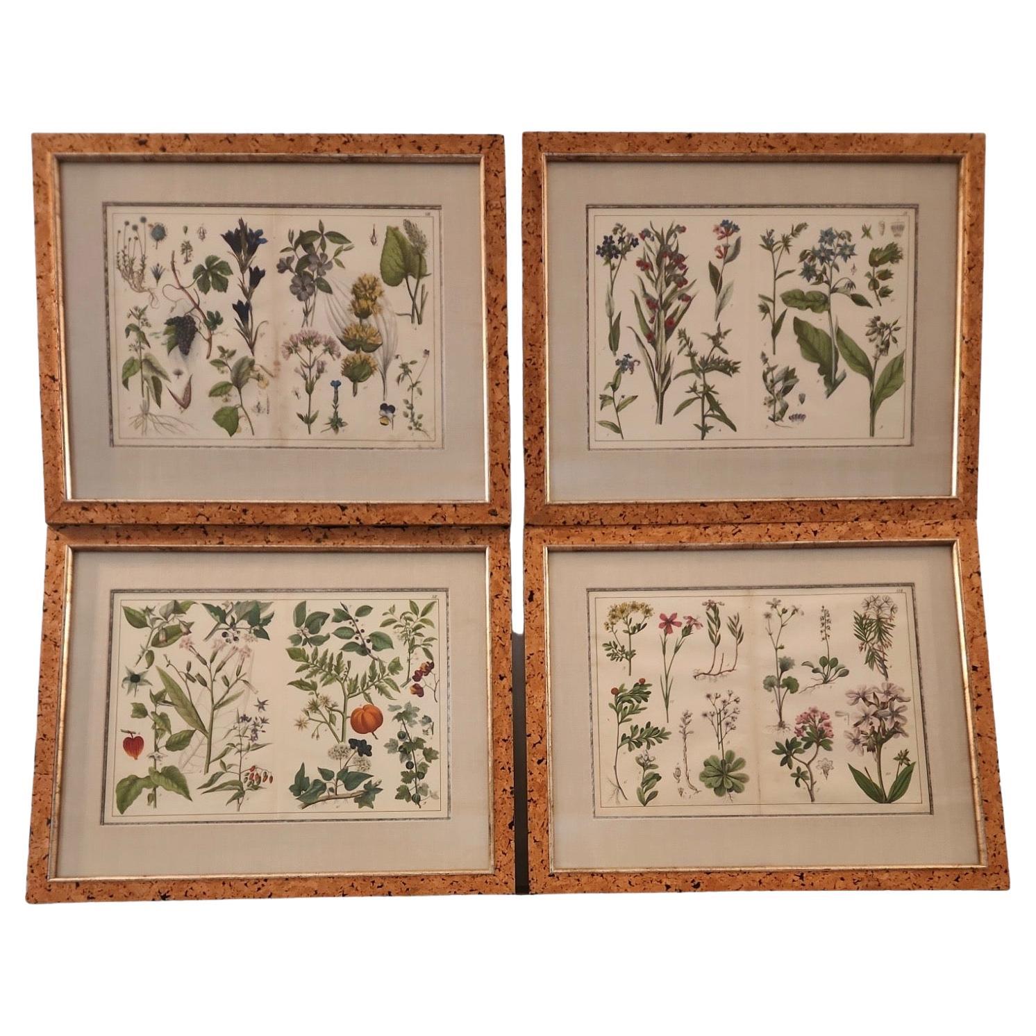 18th Century Double Page Hand Tinted Botanical Lithographs - 22 Available