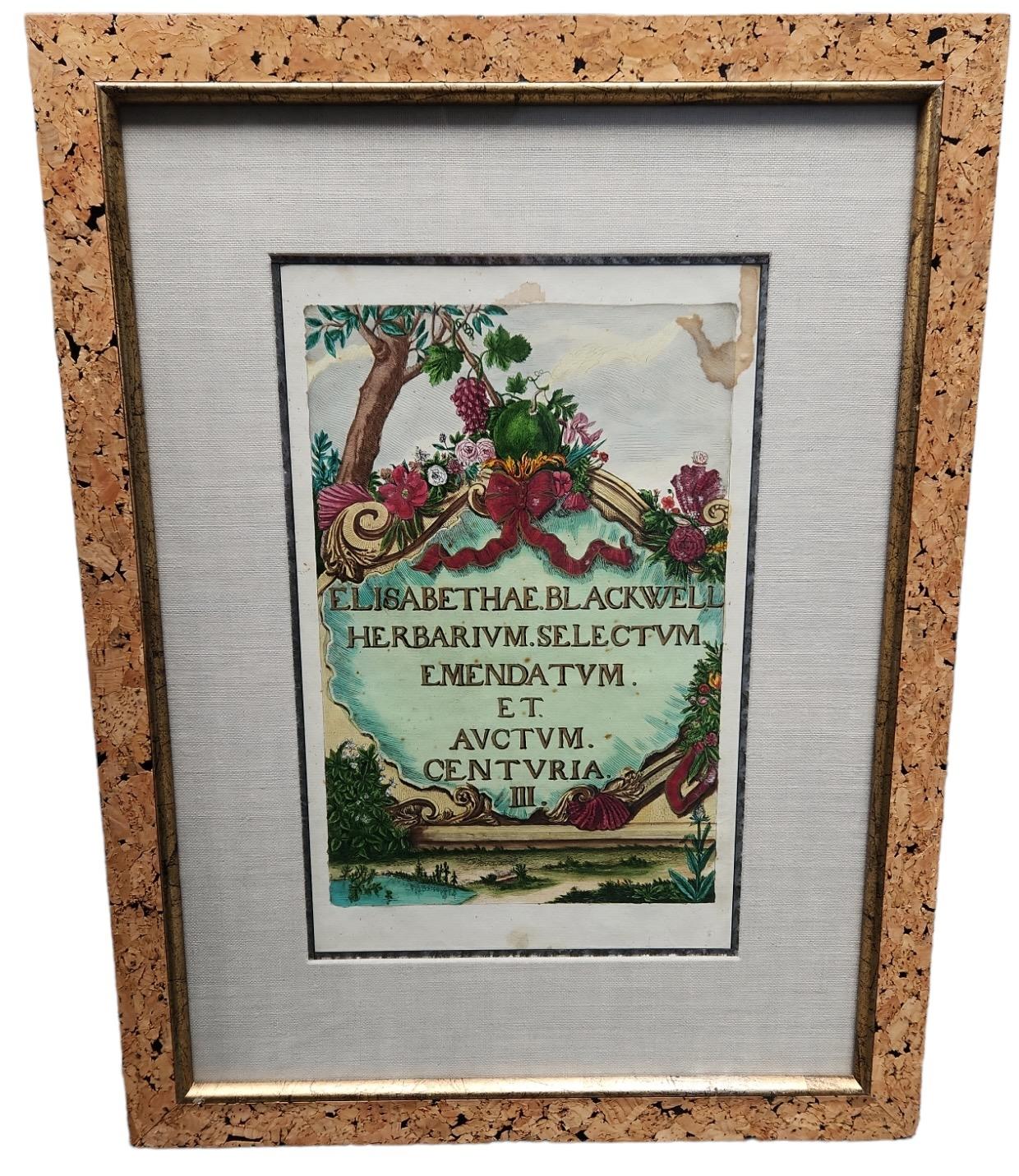 18th Century Elizabeth Blackwell Hand Tinted Botanicals - 12 Available For Sale 2