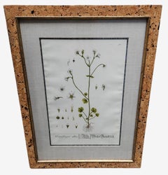 18th Century Elizabeth Blackwell Hand Tinted Botanicals - 12 Available