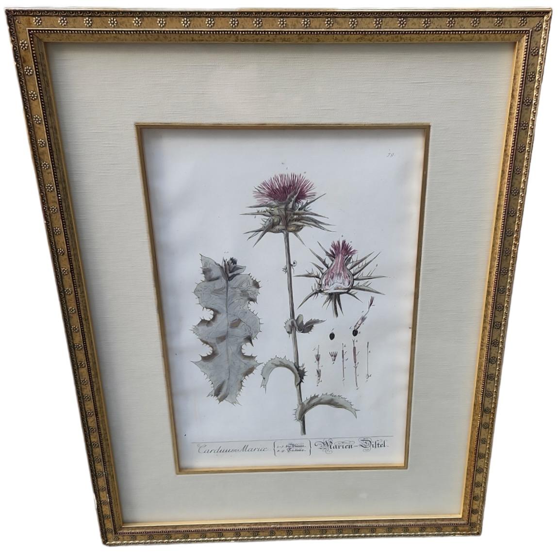 Neoclassical 18th Century Elizabeth Blackwell Hand Tinted Botanicals - 4 Available For Sale
