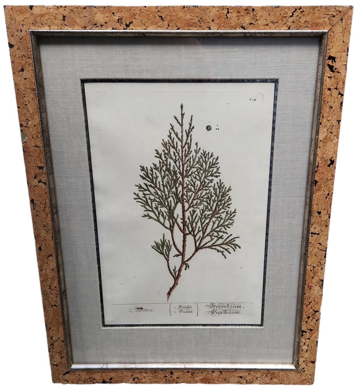 Neoclassical 18th Century Elizabeth Blackwell Hand Tinted Botanicals - 12 Available For Sale