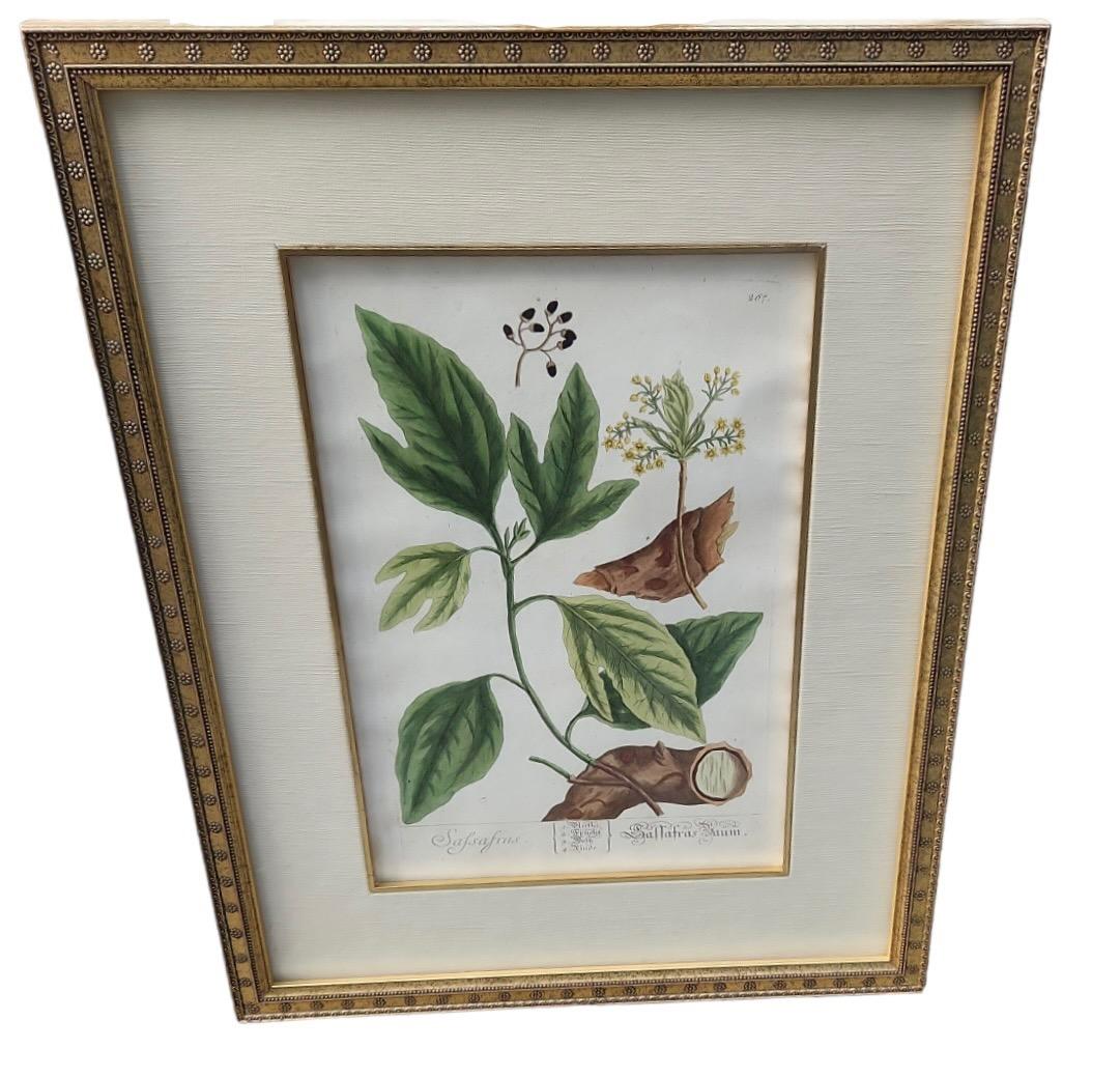 English 18th Century Elizabeth Blackwell Hand Tinted Botanicals - 4 Available For Sale