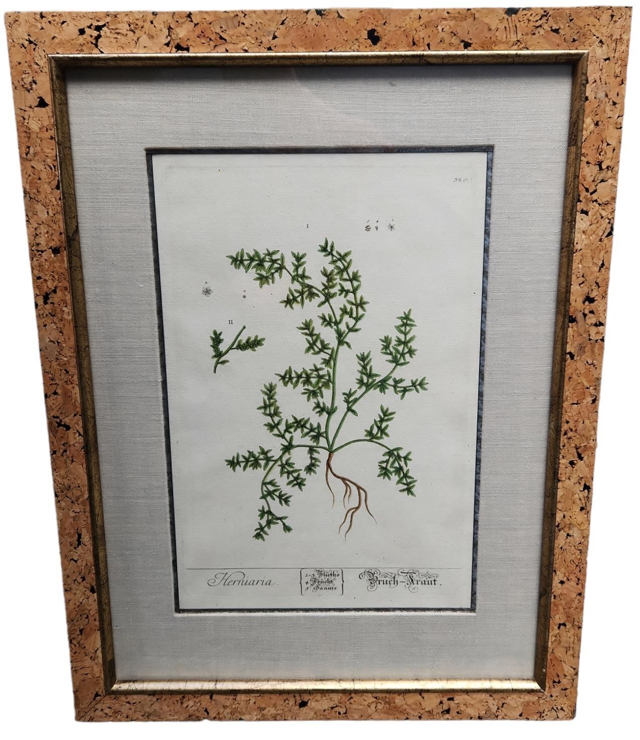 English 18th Century Elizabeth Blackwell Hand Tinted Botanicals - 12 Available For Sale