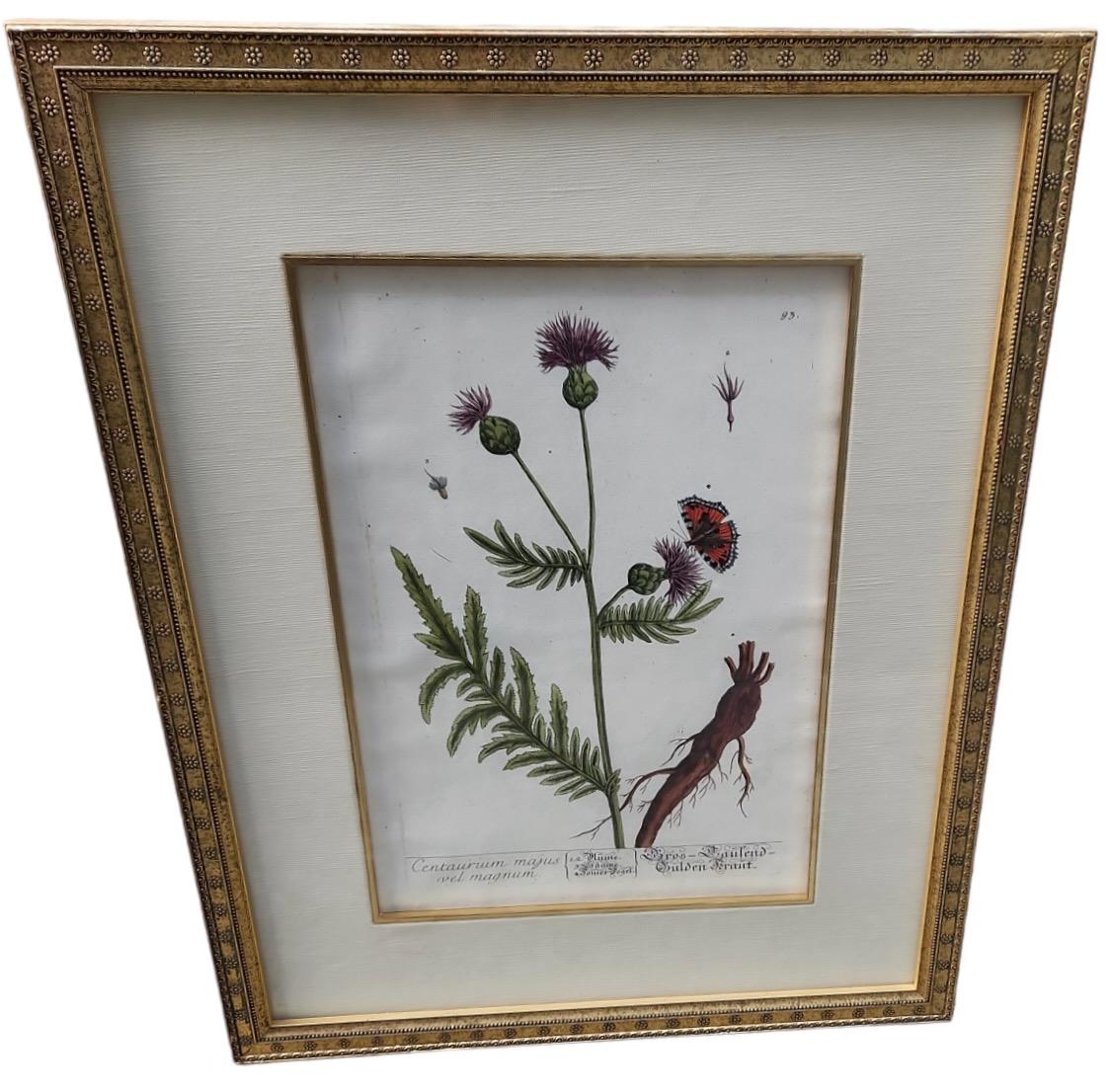 Hand-Crafted 18th Century Elizabeth Blackwell Hand Tinted Botanicals - 4 Available For Sale