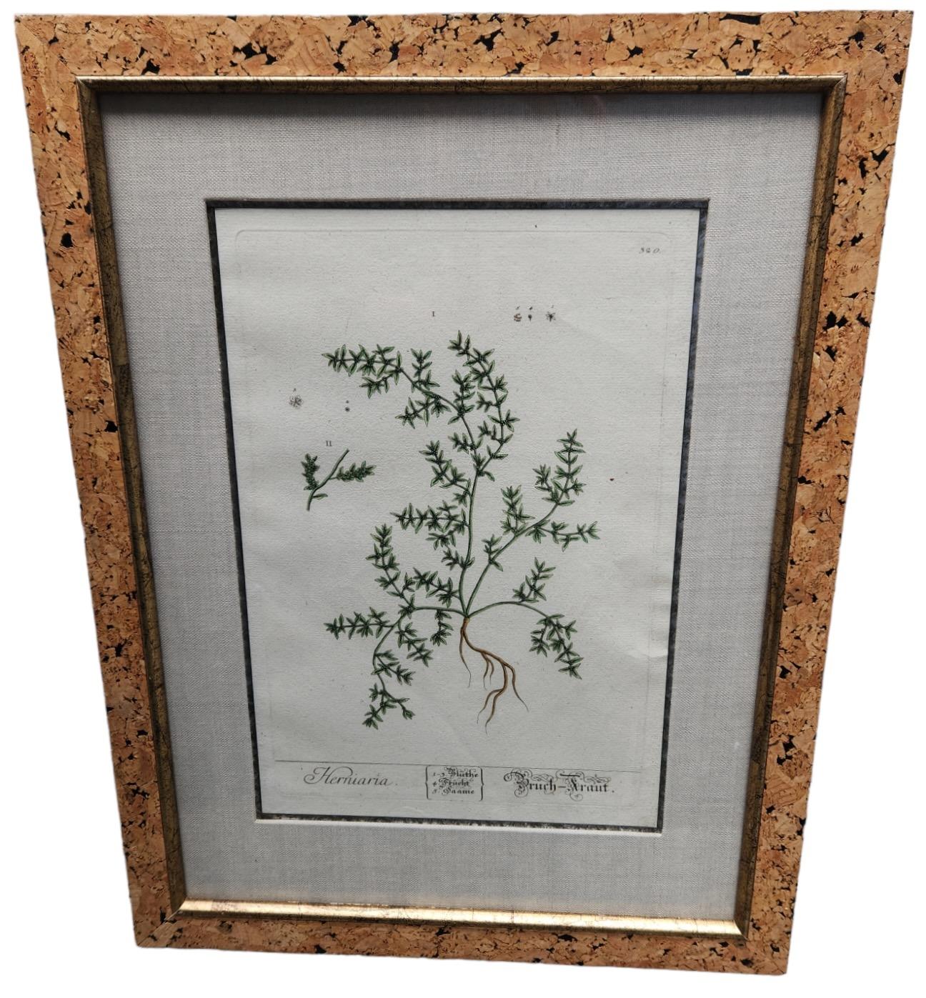 Hand-Crafted 18th Century Elizabeth Blackwell Hand Tinted Botanicals - 12 Available For Sale
